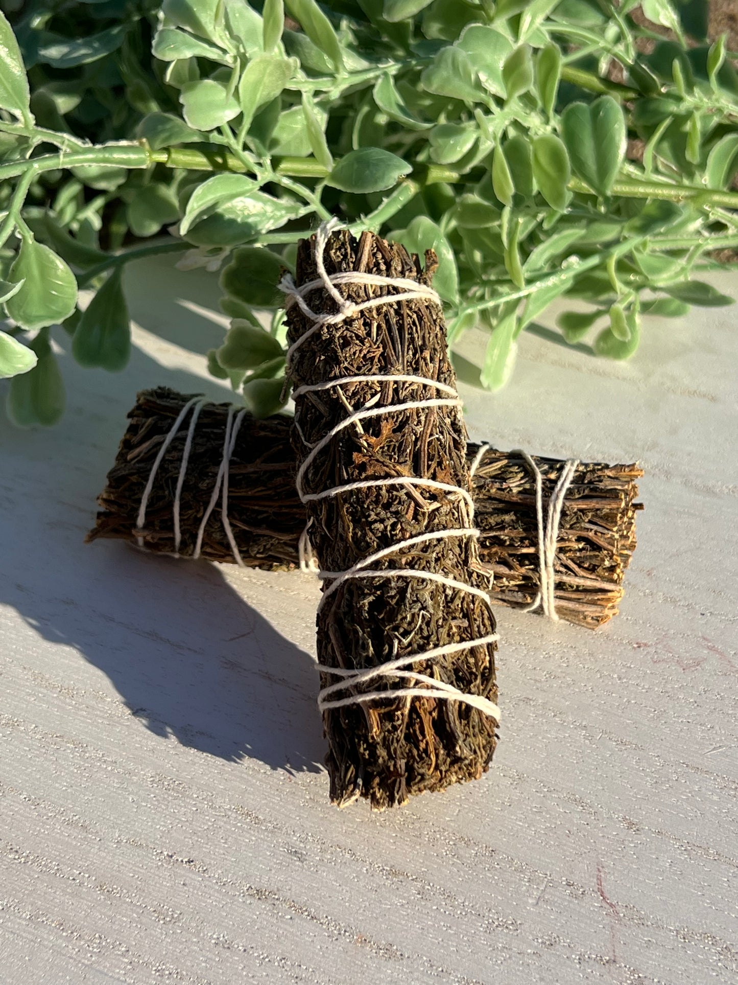 Black Sage (Mugwort)